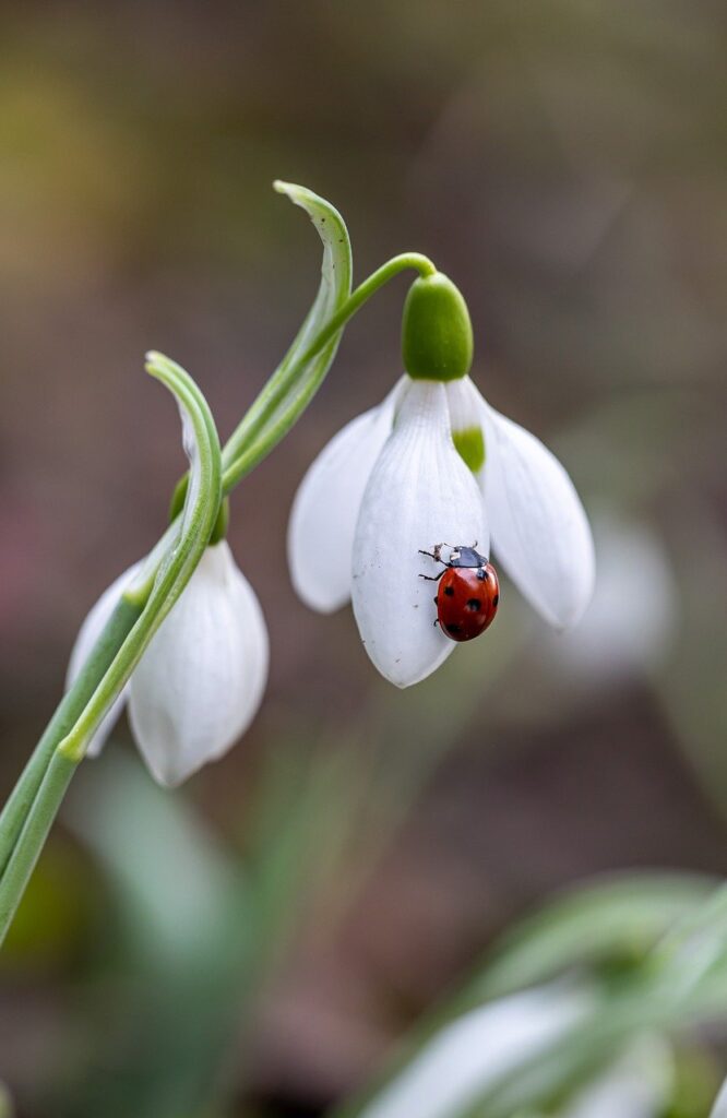 flower, flower background, ladybug